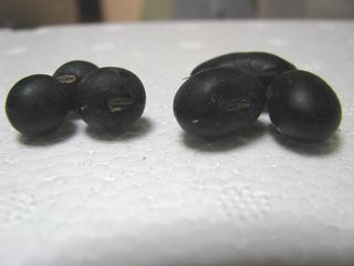 黒豆　乾燥前と乾燥後