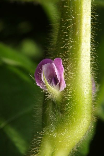 力強さを感じる丹波黒の茎と花