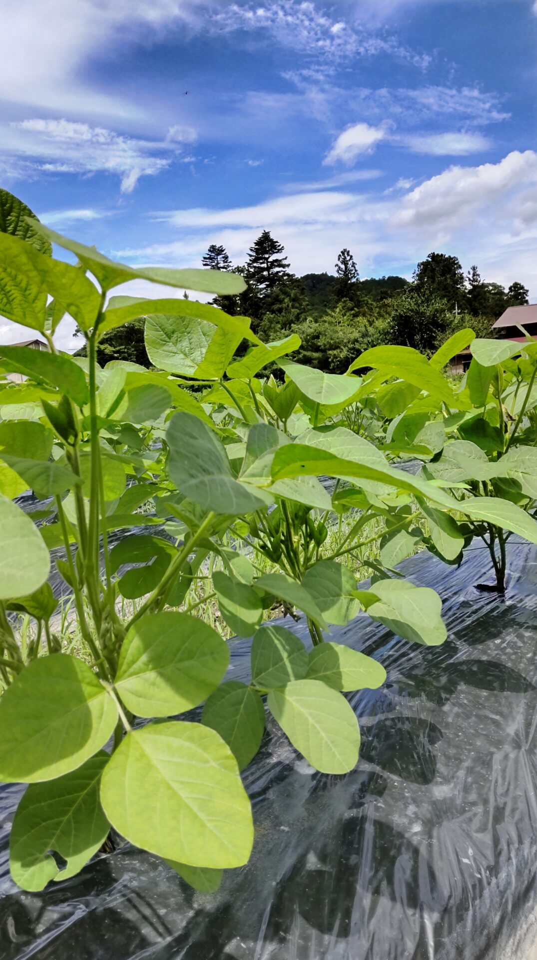 6月の種まきから定植時期は大慌て