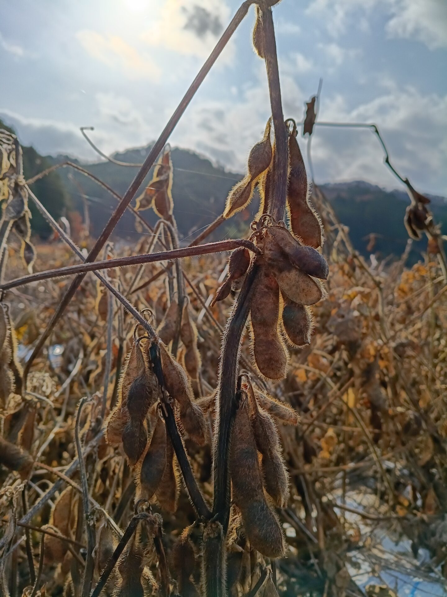 丹波篠山黒豆の刈り取りをしています